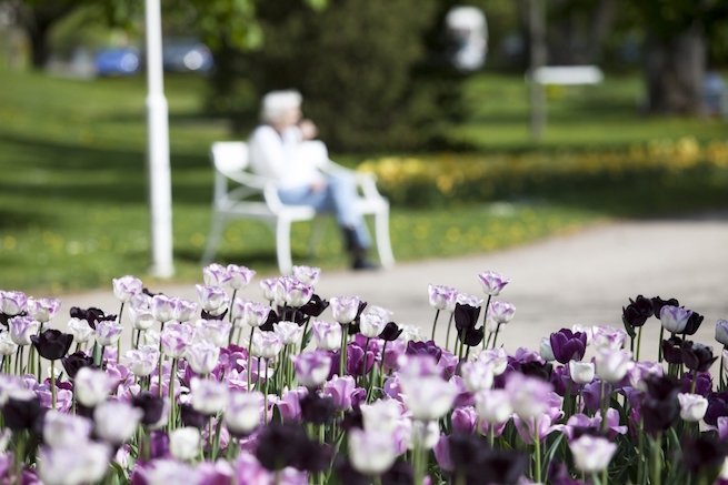 äldre kvinna sitter på en bänk. Vackra lila tulpaner i förgrunden