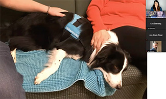 Bild på en terapihund som ligger i soffan