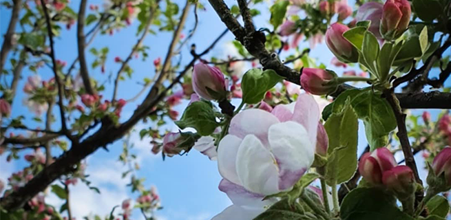 Ett äppelträd som blommar
