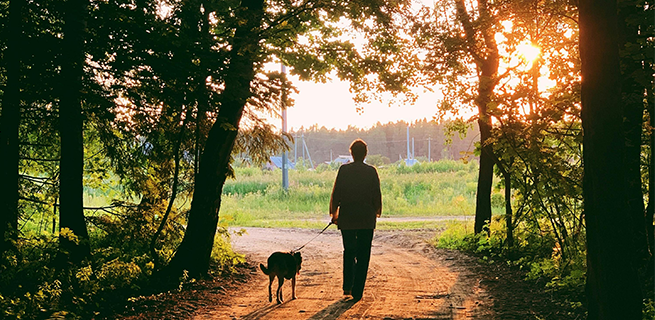 En kvinna är ute och går med en hund, man ser bara deras ryggar och de går i en skog med en solnedgång över trädtopparna