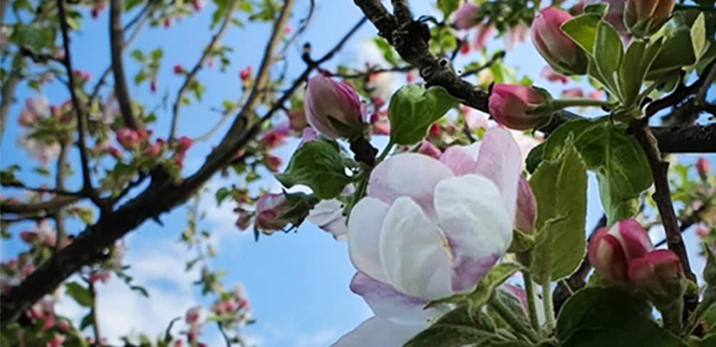 Äppelträd som blommar