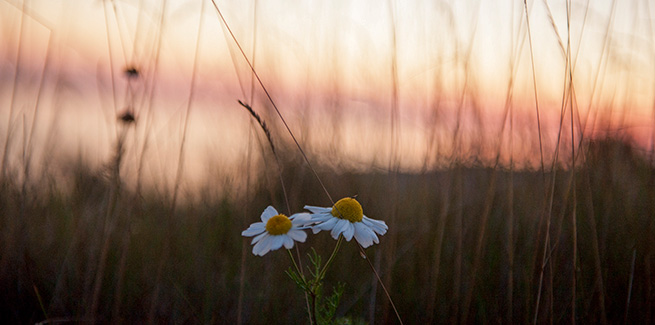 Två vita blommor med en solnedgång i bakgrunden.