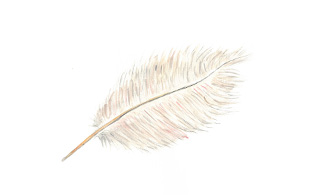 Illustration som visar en fjäder