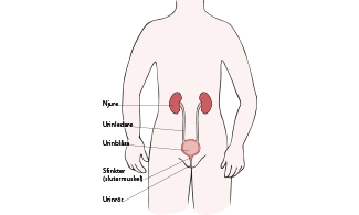 Illustration som visar njurar och urinvägar