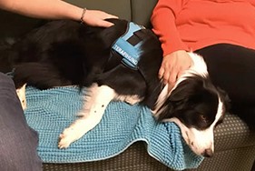 Terpaihunden Doris ligger i en soffa och vilar.