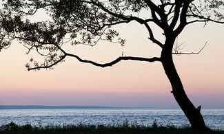 Ett träd vid en strand i solnedgång